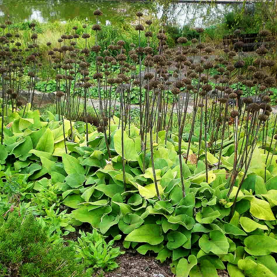 Syrisches Brandkraut (Phlomis russeliana)