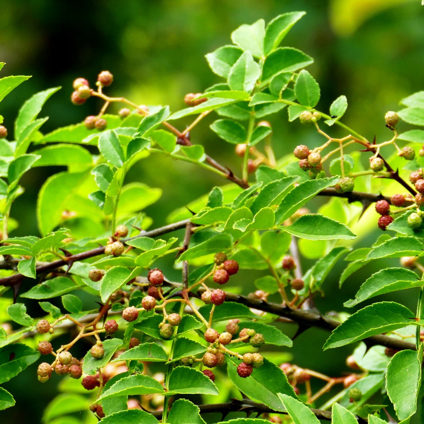 Szechuan-Pfeffer, Pfefferstrauch (Zanthoxylum schinifolium)
