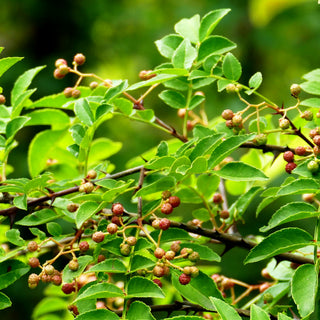 Szechuan-Pfeffer, Pfefferstrauch (Zanthoxylum schinifolium)