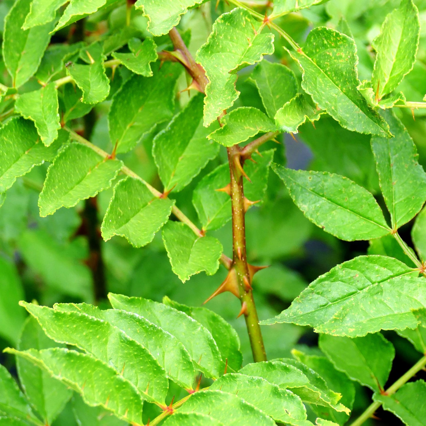 Täuschende Stachelesche (Zanthoxylum coreanum)