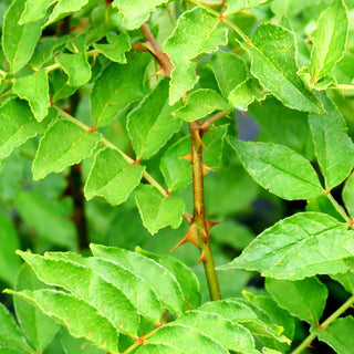 Täuschende Stachelesche (Zanthoxylum coreanum)