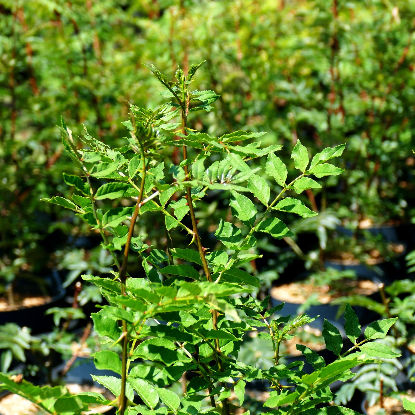 Täuschende Stachelesche (Zanthoxylum coreanum)
