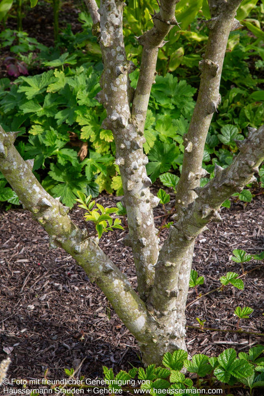 Täuschende Stachelesche (Zanthoxylum simulans)