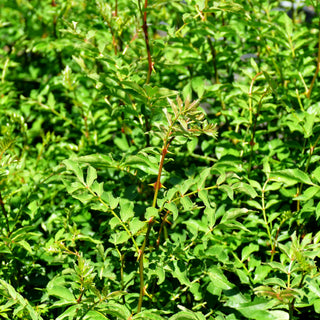 Täuschende Stachelesche (Zanthoxylum simulans)