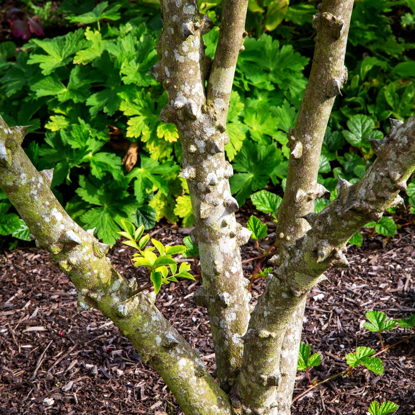 Täuschende Stachelesche (Zanthoxylum simulans)