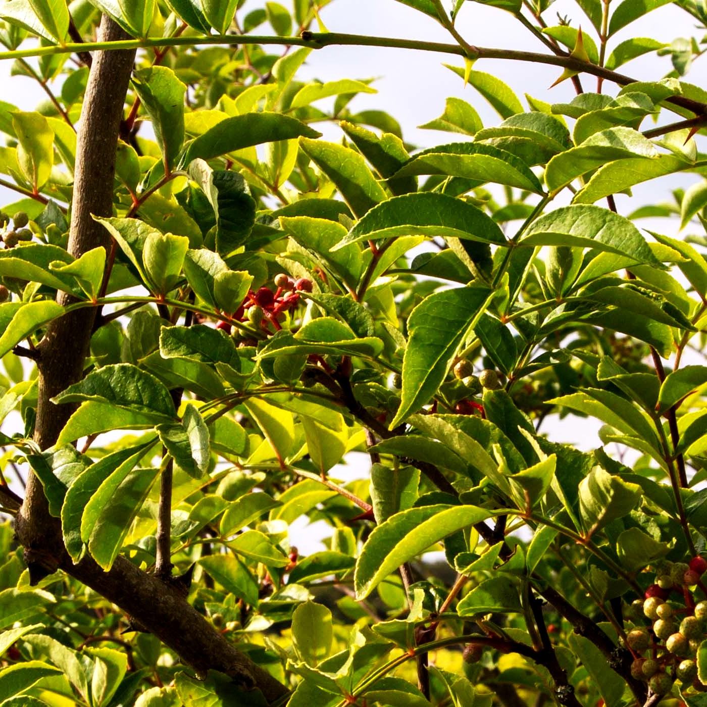 Täuschende Stachelesche (Zanthoxylum simulans)