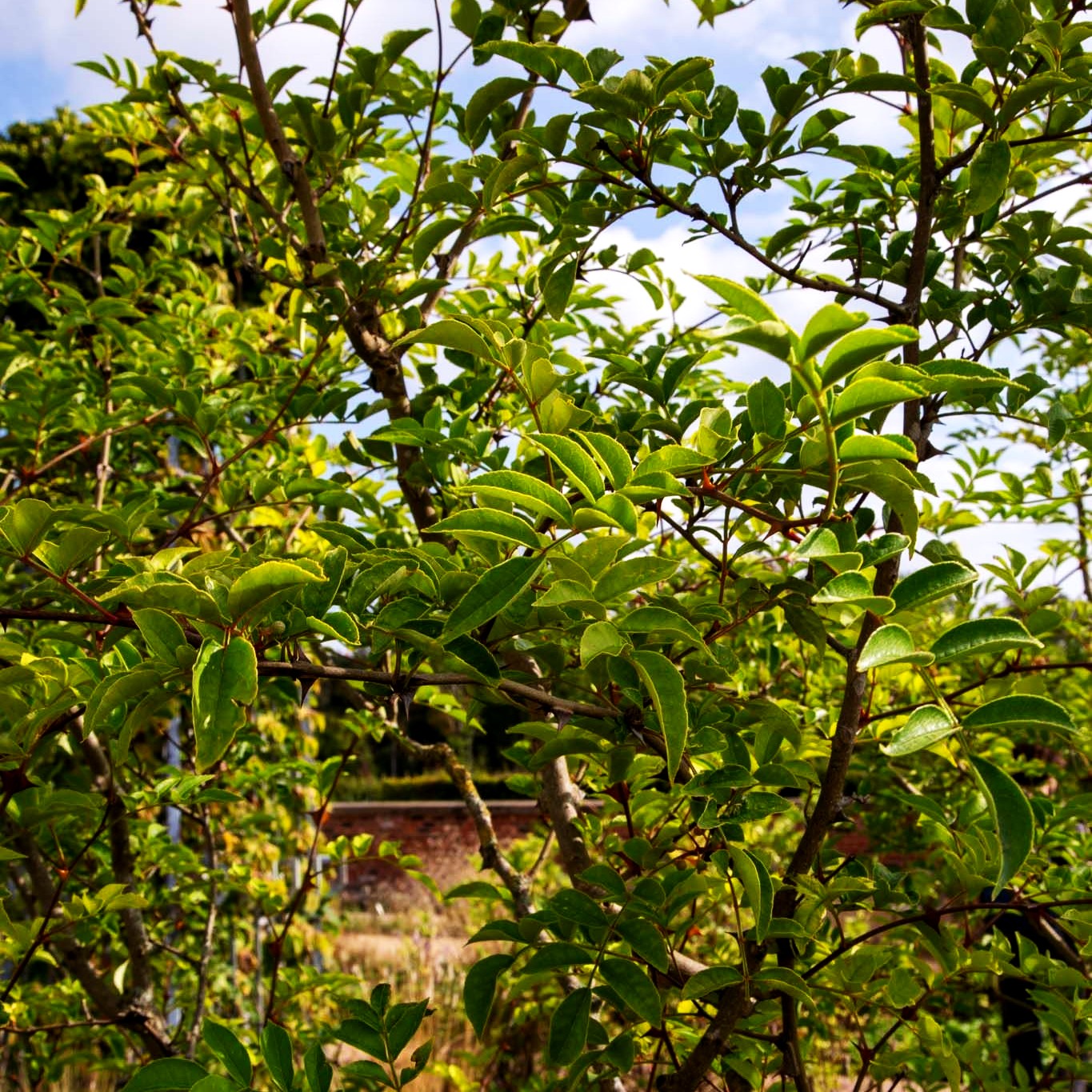 Täuschende Stachelesche (Zanthoxylum simulans)