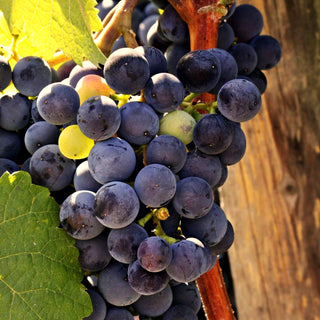 Tafeltraube blau 'Regent' (Vitis)