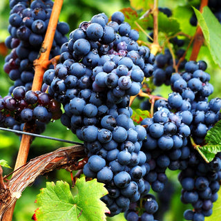 Tafeltraube dunkelblau 'Nero' (Vitis)