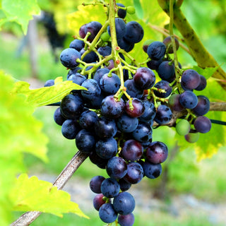 Tafeltraube dunkelblau 'New York Muscat' (Vitis -blau-)