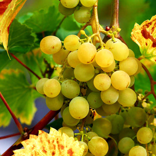 Tafeltraube gelb 'Bianca' (Vitis)