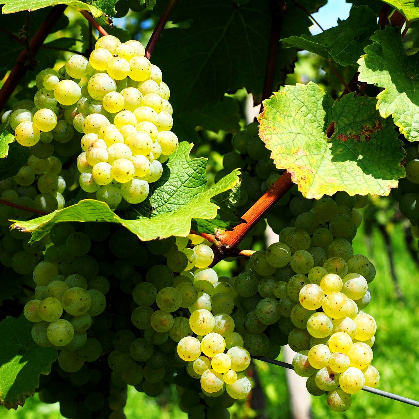 Tafeltraube goldgelb 'Phönix' (Vitis)