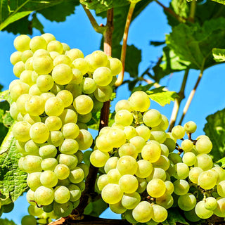 Tafeltraube hellgrün kernlos 'Lakemont' (Vitis)