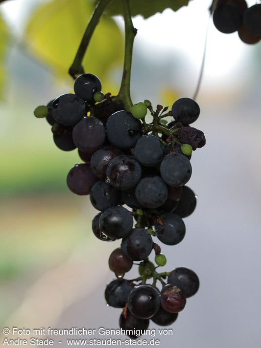 Tafeltraube 'Isabella' (Vitis)