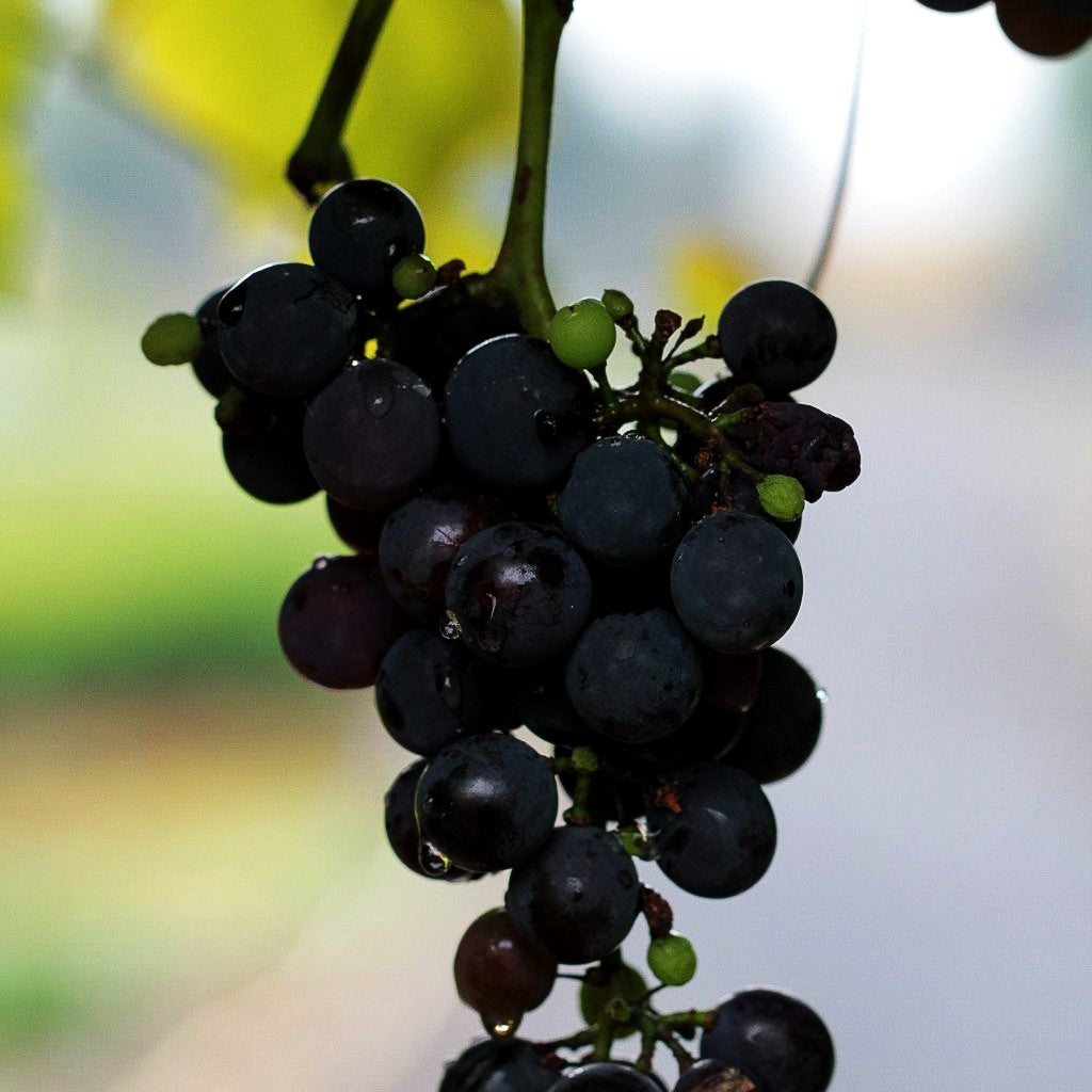 Tafeltraube 'Isabella' (Vitis -blau-)