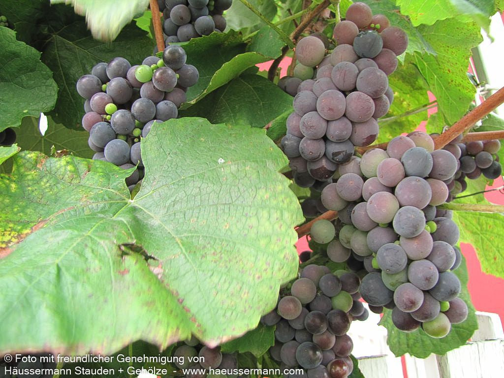Tafeltraube 'Isabella' (Vitis)