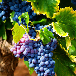 Tafeltraube 'Muscat bleu' (Vitis -blau-)