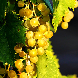 Tafeltraube 'Muskateller' (Vitis -gelb-)