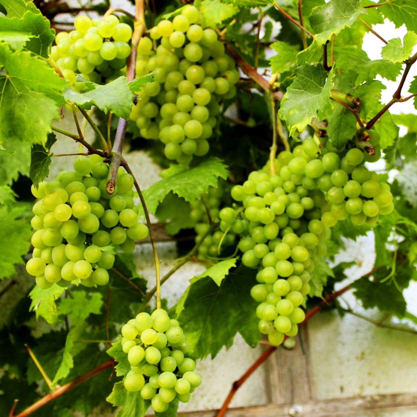 Tafeltraube 'Romulus' (Vitis)