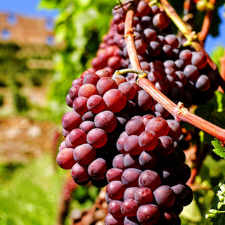 Tafeltraube rosarot kernlos 'Vanessa' (Vitis)