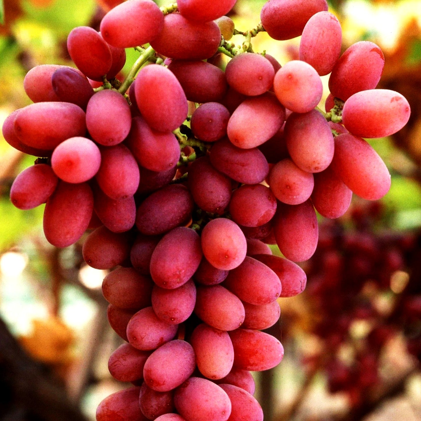 Tafeltraube rot kernarm 'Suffolk Red' (Vitis)