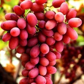 Tafeltraube rot kernarm 'Suffolk Red' (Vitis)
