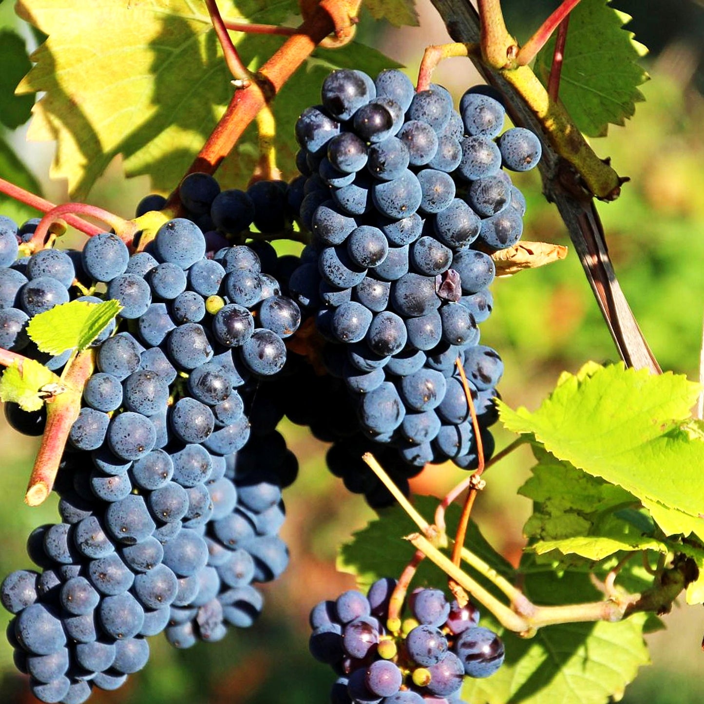Tafeltraube (Vitis, blau PG 02)