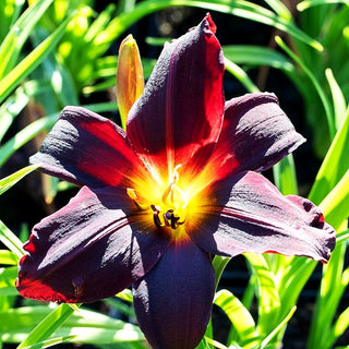 Taglilie 'American Revolution' (Hemerocallis x cult.)
