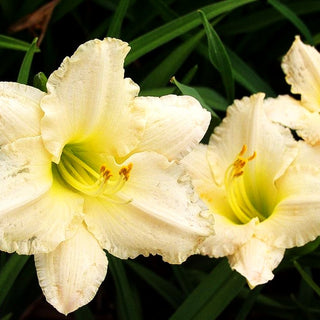 Taglilie 'Arctic Snow' (Hemerocallis x cult.)