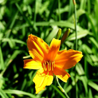 Taglilie 'August Orange' (Hemerocallis x cult.)