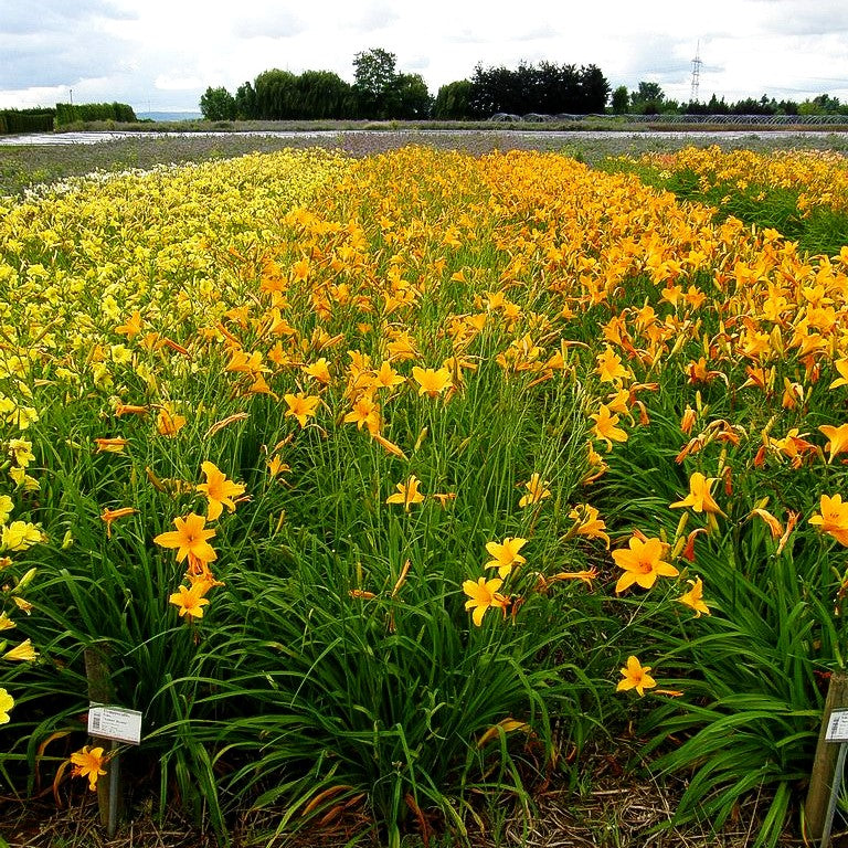 Taglilie 'August Orange' (Hemerocallis x cult.)