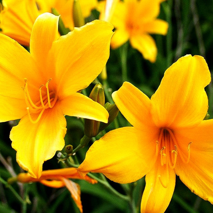 Taglilie 'August Orange' (Hemerocallis x cult.)