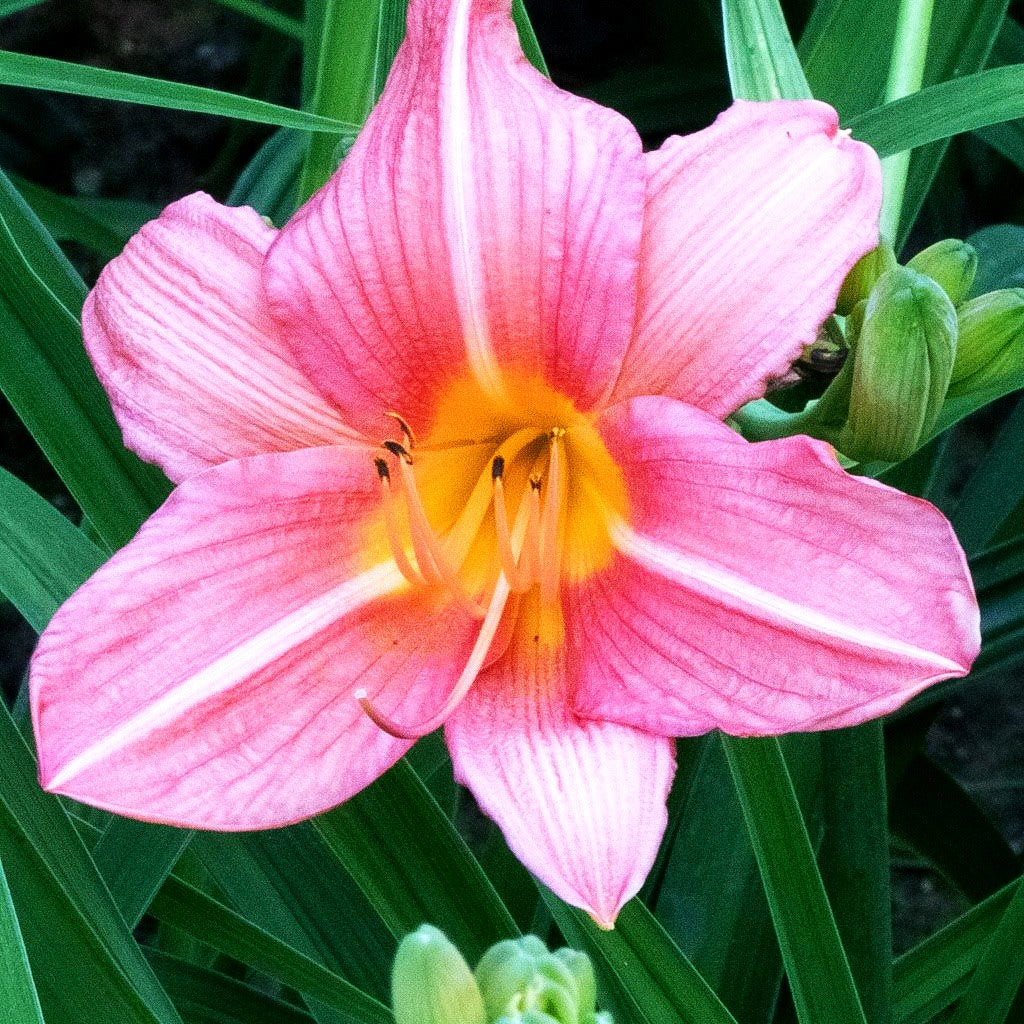 Taglilie 'Bed of Roses' (Hemerocallis x cult.)