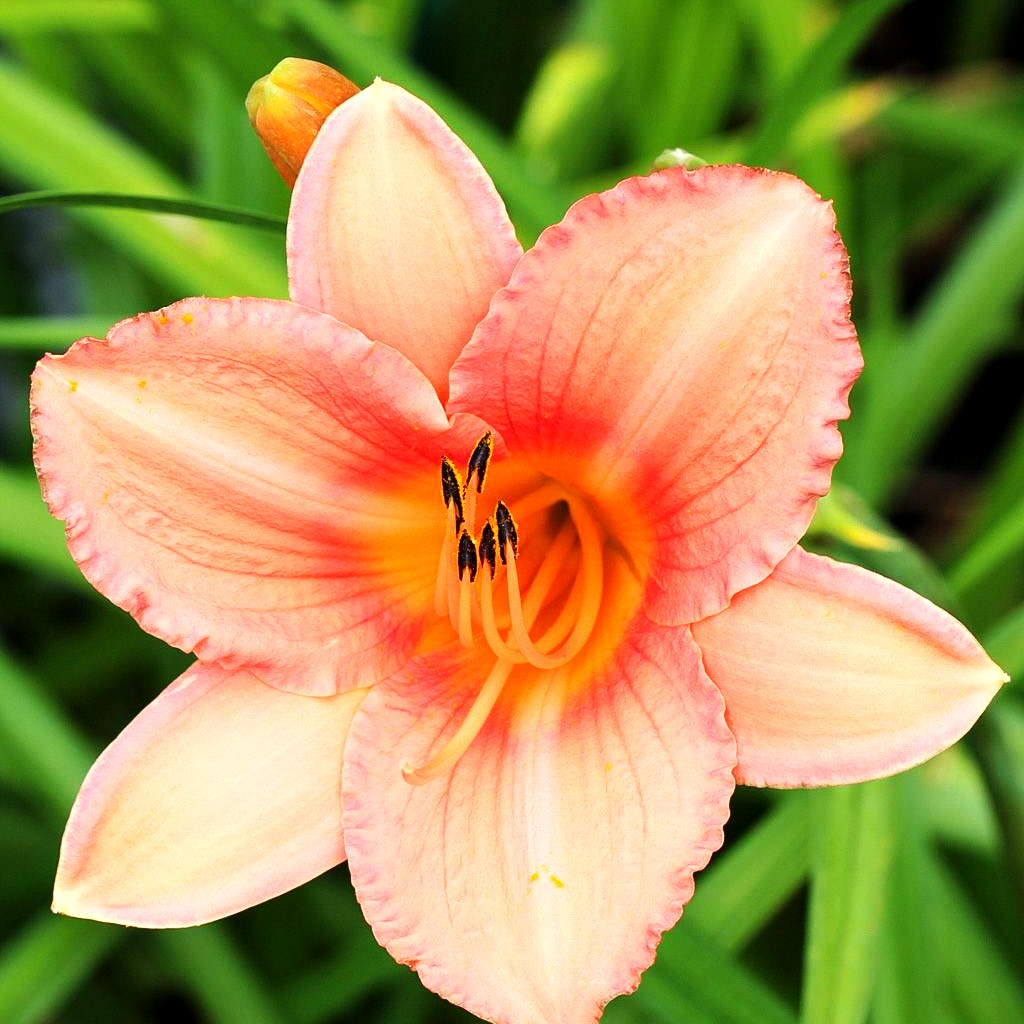 Taglilie 'Bed of Roses' (Hemerocallis x cult.)