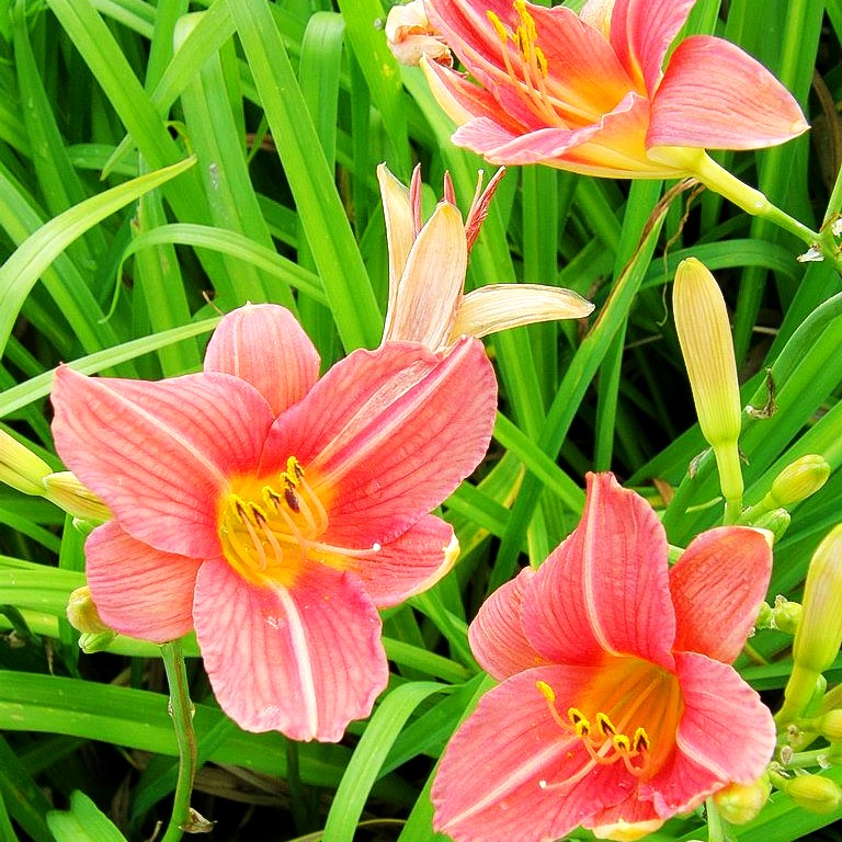 Taglilie 'Bed of Roses' (Hemerocallis x cult.)