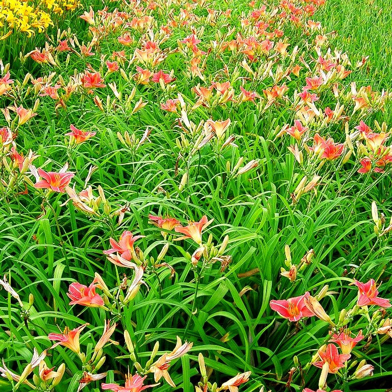 Taglilie 'Bed of Roses' (Hemerocallis x cult.)
