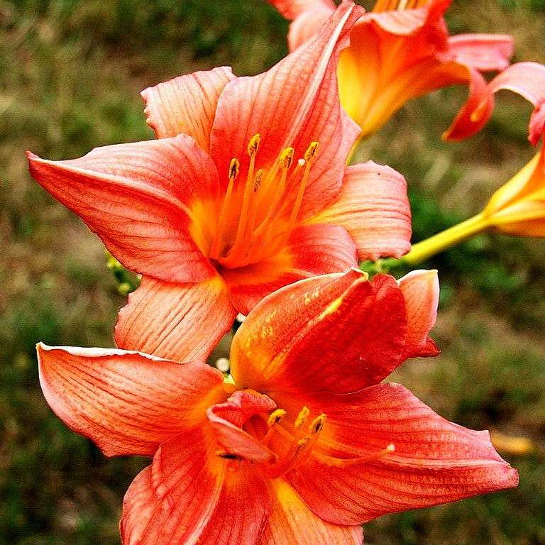 Taglilie 'Bed of Roses' (Hemerocallis x cult.)