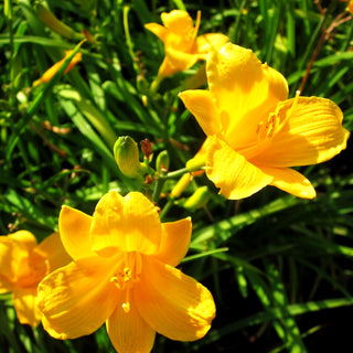 Taglilie 'Bitsy' (Hemerocallis x cult.)