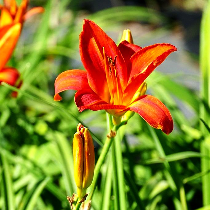 Taglilie 'Bruno Müller' (Hemerocallis x cult.)