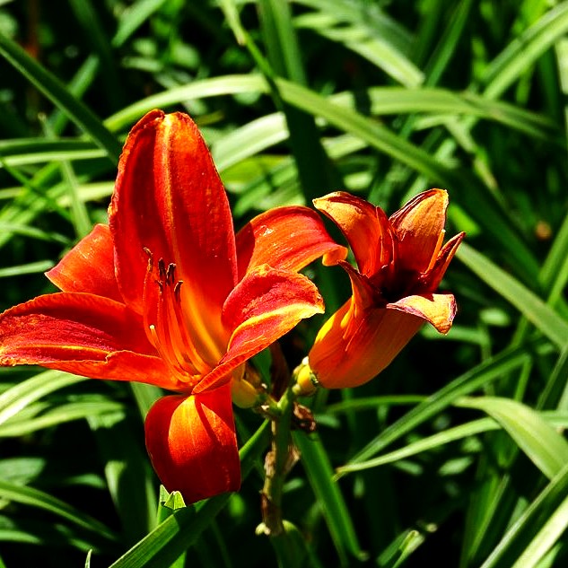 Taglilie 'Bruno Müller' (Hemerocallis x cult.)