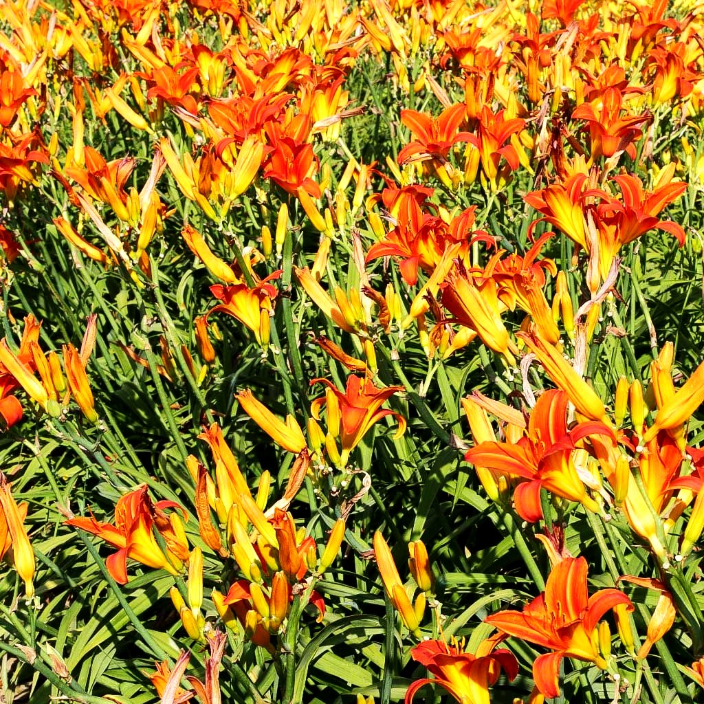 Taglilie 'Bruno Müller' (Hemerocallis x cult.)