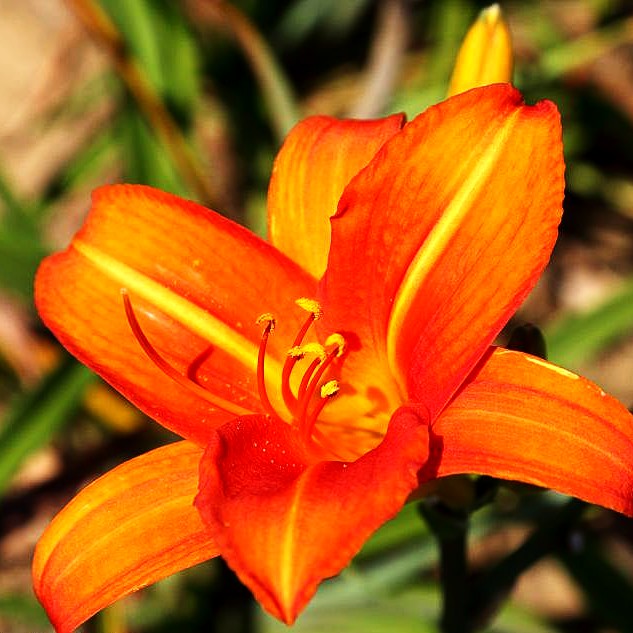 Taglilie 'Bruno Müller' (Hemerocallis x cult.)