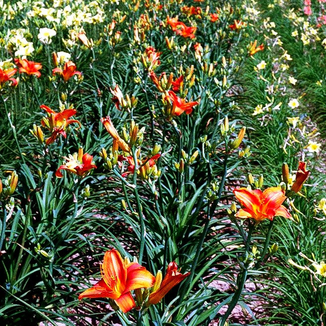 Taglilie 'Bruno Müller' (Hemerocallis x cult.)