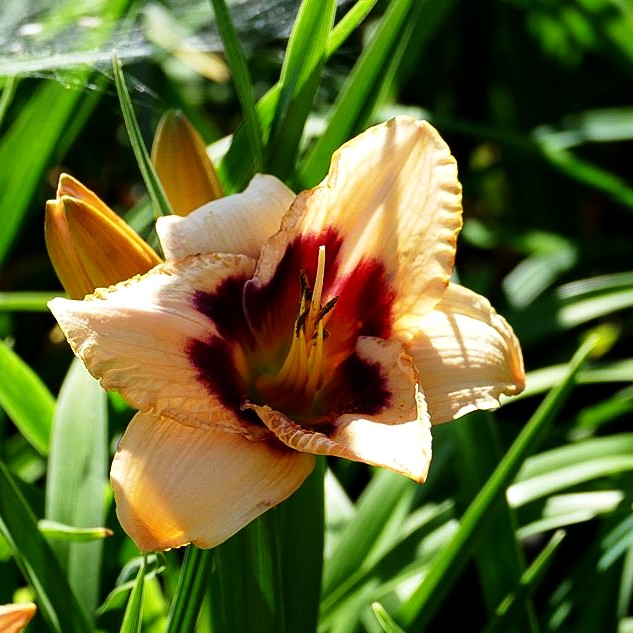 Taglilie 'Canadian Border Patrol' (Hemerocallis x cult.)
