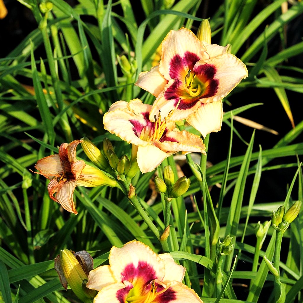 Taglilie 'Canadian Border Patrol' (Hemerocallis x cult.)