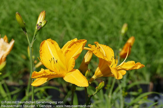 Taglilie 'Cartwheels' (Hemerocallis x cult.)
