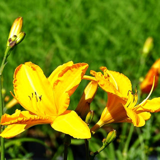 Taglilie 'Cartwheels' (Hemerocallis x cult.)