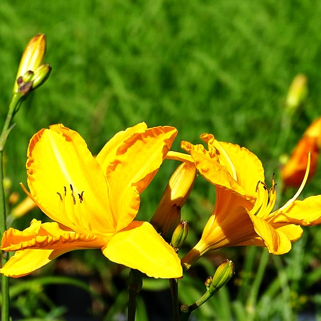 Taglilie 'Cartwheels' (Hemerocallis x cult.)