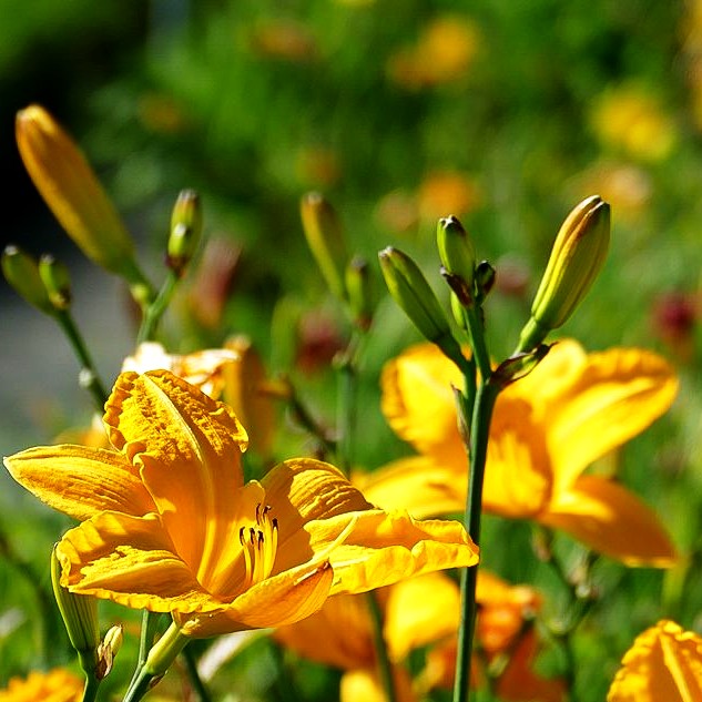 Taglilie 'Cartwheels' (Hemerocallis x cult.)