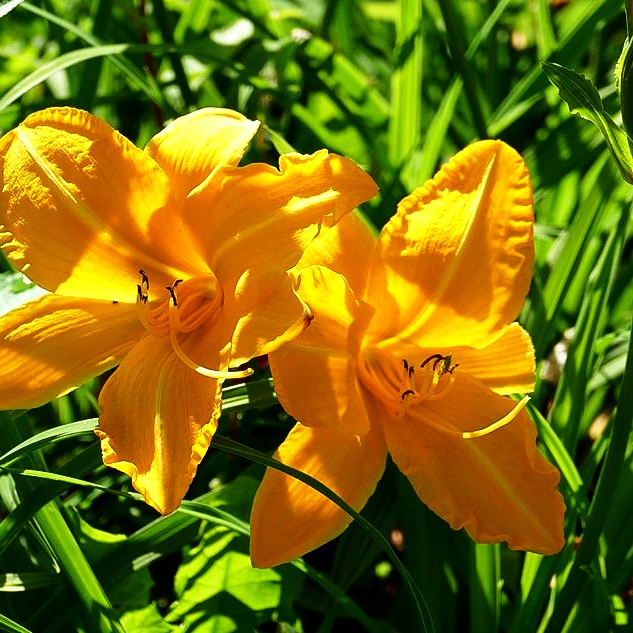 Taglilie 'Cartwheels' (Hemerocallis x cult.)
